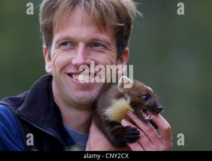 European pine marten (Martes martes), habituated to people biting the hand of a man, United Kingdom, Scotland, Cairngorms National Park Stock Photo