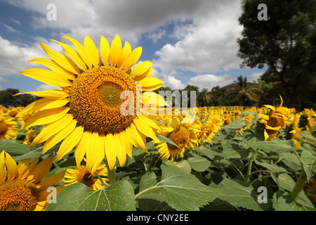 Sunflower field in South India Stock Photo
