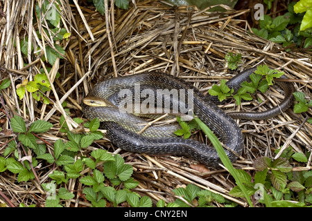 Aesculapian snake (Elaphe longissima, Zamenis longissimus), lying on the ground, Germany Stock Photo