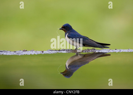 barn swallow (Hirundo rustica), collecting nest material in pool, United Kingdom, Scotland, Cairngorms National Park Stock Photo