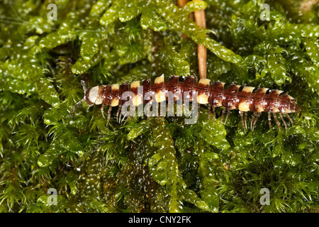 Flat millepede, Flat-backed millepede (Polydesmus collaris), creeping on moss Stock Photo