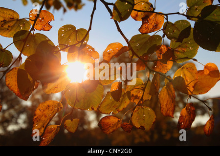 katsura tree (Cercidiphyllum japonicum), autumn branches in backlight Stock Photo