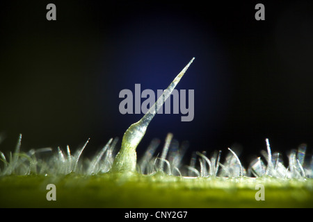 stinging nettle (Urtica dioica), macro shot of a stinging hair, Germany Stock Photo