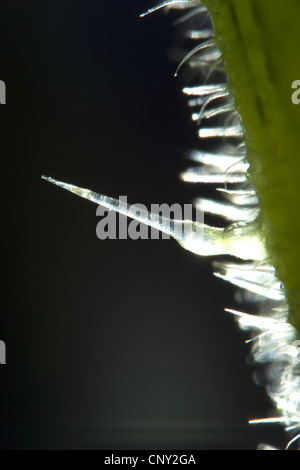 stinging nettle (Urtica dioica), macro shot of a stinging hair, Germany Stock Photo