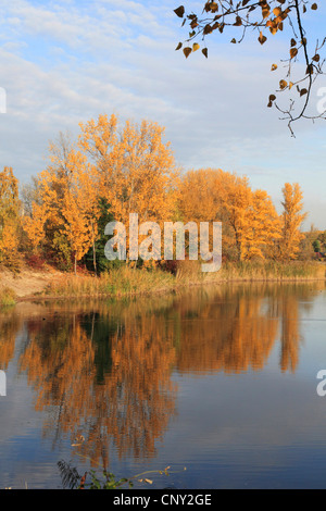 white poplar, silver-leaved poplar, abele (Populus alba), landscape at the Old Rhine with floodplain forest in autumn colours, Germany Stock Photo