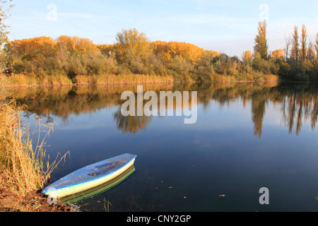 white poplar, silver-leaved poplar, abele (Populus alba), landscape at the Old Rhine with floodplain forest in autumn colours, Germany Stock Photo