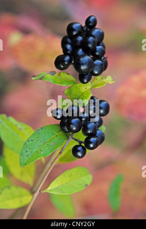 common privet, golden privet, wild privet, prim, European privet (Ligustrum vulgare), fruiting, Germany Stock Photo