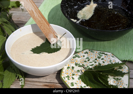 stinging nettle (Urtica dioica), leaves are dipped into batter and deep-fried in hot fat, Germany Stock Photo