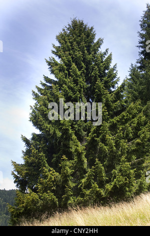 Norway spruce (Picea abies), single tree, Germany Stock Photo