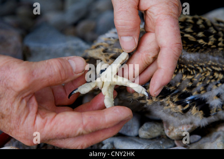 Foot of osprey Stock Photo - Alamy