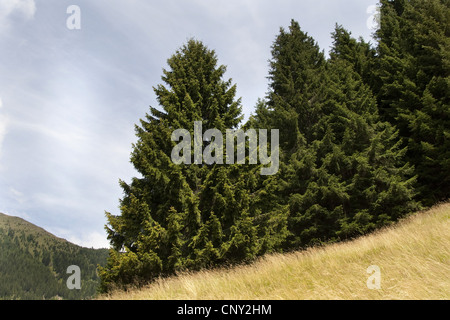 Norway spruce (Picea abies), trees at a forest edge, Germany Stock Photo