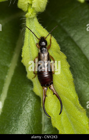 common earwig, European earwig (Forficula auricularia), male with long cercus at the abdomen sitting on a leave, Germany Stock Photo