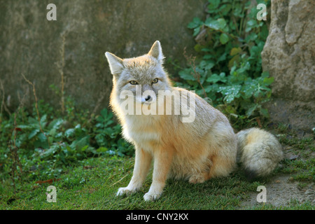 Corsac fox (Vulpes corsac), sitting in meadow Stock Photo