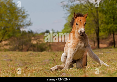 Exmoor pony (Equus przewalskii f. caballus), foal on dunes standing up clumsyly, Germany, Schleswig-Holstein Stock Photo