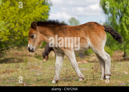 Exmoor pony (Equus przewalskii f. caballus), foal standing on dunes, Germany, Schleswig-Holstein Stock Photo