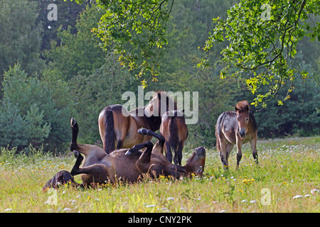 Exmoor pony (Equus przewalskii f. caballus), mares with foals in a meadow, Germany, Schleswig-Holstein Stock Photo