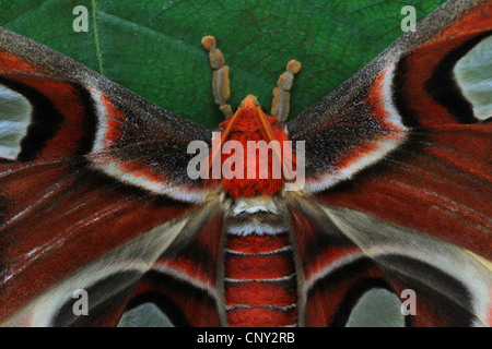 atlas moth (Attacus atlas), portrait Stock Photo
