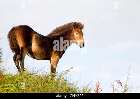 Exmoor pony (Equus przewalskii f. caballus), foal in a meadow, Germany, Schleswig-Holstein Stock Photo