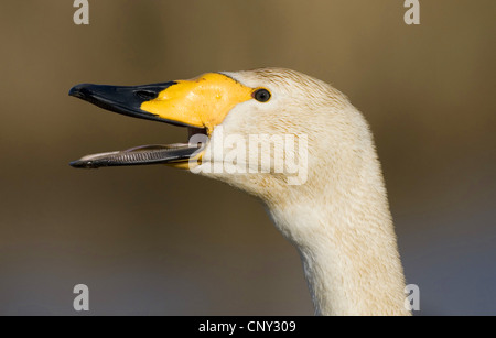 whooper swan (Cygnus cygnus), calling, Sweden Stock Photo