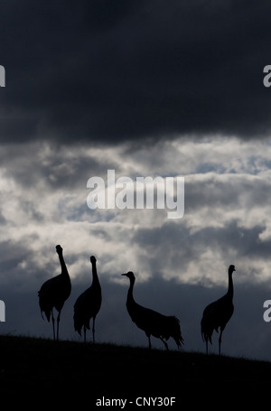 common crane (Grus grus), silhouetted at dusk, Sweden, Hornborga Stock Photo