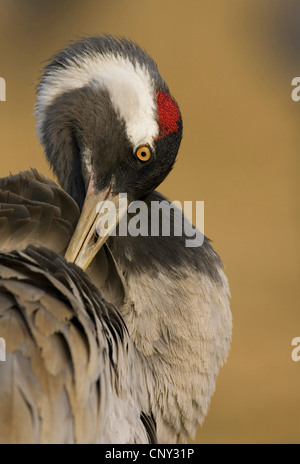 common crane (Grus grus), grooming, Sweden, Hornborga Stock Photo