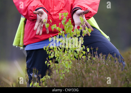 birch (Betula spec.), tree planting volunteer showing off handywork, United Kingdom, Scotland Stock Photo