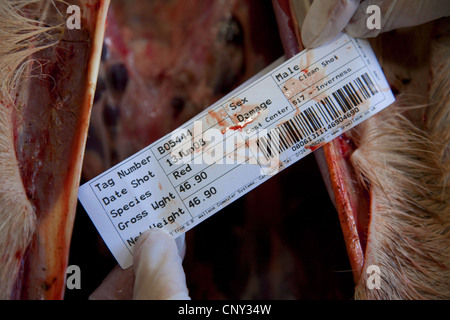red deer (Cervus elaphus), deer stalker completing data label of the carcass of an animal shot and disemboweled as part of a controlled cull, United Kingdom, Scotland Stock Photo