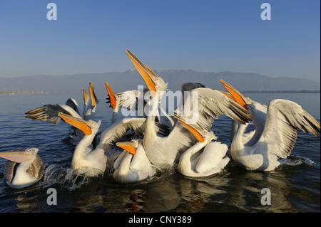 Dalmatian pelican (Pelecanus crispus), swimming group looking up, is fed, Greece, Macedonia, Kerkini Lake Stock Photo