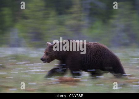 European brown bear (Ursus arctos arctos), European brown bear in boreal forest, Finland, Martinselkonen Wilds Centre Stock Photo