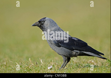 jackdaw (Corvus monedula), sitting on the ground, Germany, Lower Saxony, Spiekeroog Stock Photo