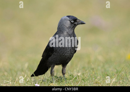 jackdaw (Corvus monedula), sitting on the ground, Germany, Lower Saxony, Spiekeroog Stock Photo