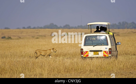 lion (Panthera leo), Safari tourists meet with the lion in Masai Mara, Kenya, Masai Mara National Park Stock Photo