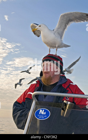 herring gull (Larus argentatus), sitting down on a fisherman's head, Norway, Flatanger Stock Photo