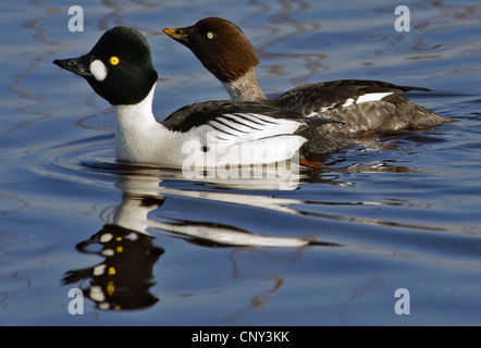 common goldeneye, goldeneye duckling (Bucephala clangula), swimming pair, Sweden, Lake Hornborga Stock Photo