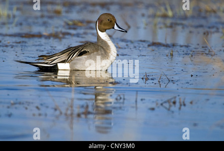 northern pintail (Anas acuta), swimming male, Sweden, Lake Hornborga Stock Photo