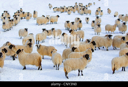 domestic sheep (Ovis ammon f. aries), Flock of domestic sheep in snow-covered field, United Kingdom, Scotland, Cairngorms National Park Stock Photo