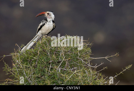 red-billed hornbill (Tockus erythrorhynchus), sitting on a bush, Kenya, Samburu National Reserve Stock Photo