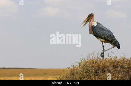marabou stork (Leptoptilos crumeniferus), standing on a grassy hill with open beak, Kenya, Masai Mara National Park Stock Photo