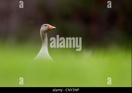 greylag goose (Anser anser), in spring pasture, United Kingdom, Scotland, Cairngorms National Park