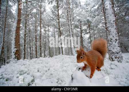 European red squirrel, Eurasian red squirrel (Sciurus vulgaris), in winter pine forest, United Kingdom, Scotland, Cairngorms National Park Stock Photo
