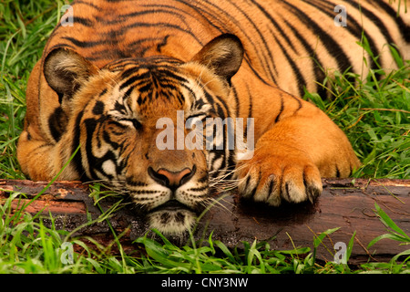 Malayan tiger (Panthera tigris jacksoni), sleeping, Malaysia, Sabah, Lok Kawi Wildlife Park, Kota Kinabalu Stock Photo
