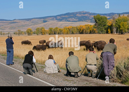 American bison, buffalo (Bison bison), Photographers in front of bison herd, USA, Wyoming, Yellowstone National Park Stock Photo