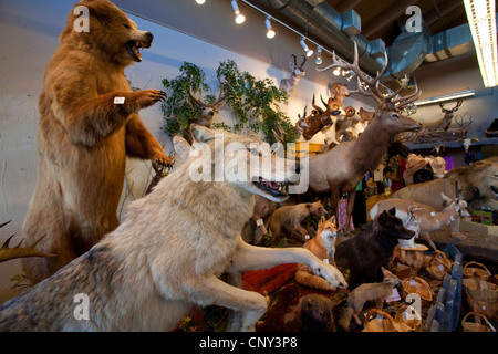 Stuffed gray wolf as part of shop trophy animal selection, USA, Wyoming, Grand Teton NP, Jackson Hole Stock Photo