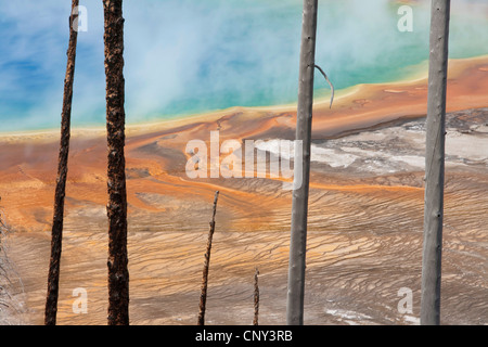 Parched trees in front of Grand Prismatic Spring geothermal area, USA, Wyoming, Yellowstone National Park Stock Photo