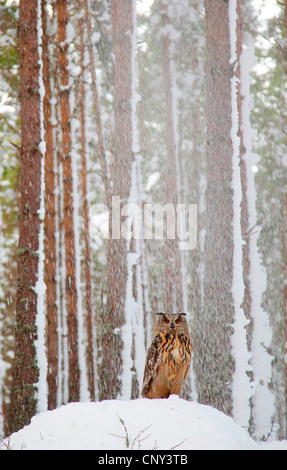 northern eagle owl (Bubo bubo), in snow-laden forest, United Kingdom, Scotland, Cairngorms National Park Stock Photo