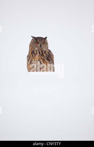 northern eagle owl (Bubo bubo), in winter, United Kingdom, Scotland Stock Photo