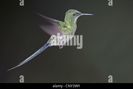 Green Thorntail (Discosura conversii), male hovering, Ecuador, Mindo Stock Photo