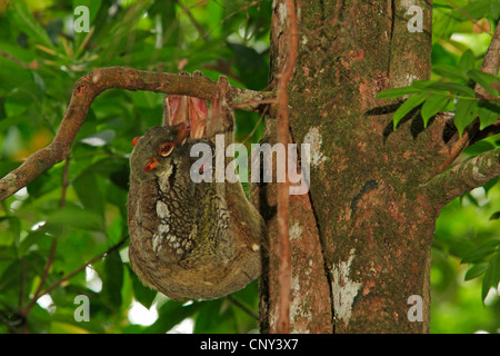 Malayan flying lemur, vobego (Cynocephalus variegatus), mother hanging at a branch with a juvenile, Malaysia, Sarawak, Bako National Park, Borneo Stock Photo