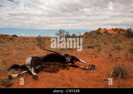 Beisa orynx, Gemsbock (Oryx beisa, Oryx gazella beisa), cadaver lying in the savannah, South Africa, Northern Cape, Kalahari, Kgalagadi Transfrontier Park Stock Photo