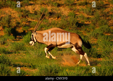 Beisa orynx, Gemsbock (Oryx beisa, Oryx gazella beisa), jumping in the savannah, South Africa, Northern Cape, Kgalagadi Transfrontier Park Stock Photo